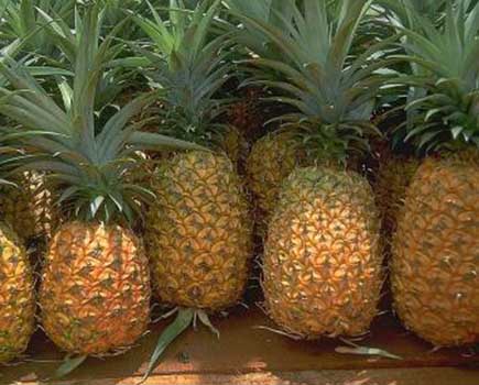 Le Bénin renoue avec l’exportation de ses ananas