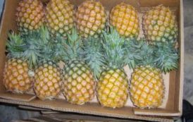 Le fonds Injaro mise sur la filière ananas au Ghana en investissant dans Gold Coast Fruits