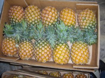 Le fonds Injaro mise sur la filière ananas au Ghana en investissant dans Gold Coast Fruits