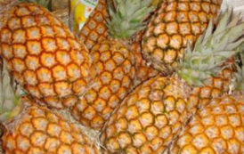 Ananas Pain de sucre au Bénin, doubler le rendement