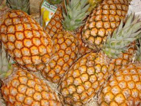 Ananas Pain de sucre au Bénin, doubler le rendement