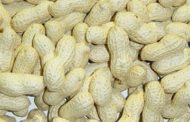 Commercialisation de l’arachide : Seule la moitié de la collecte achetée par les huiliers
