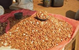 Le Crédit mutuel du Sénégal engage FCFA 3,8 milliards pour la campagne arachidière