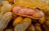 Les Etats-Unis exportent moins d’arachides vers l’Europe