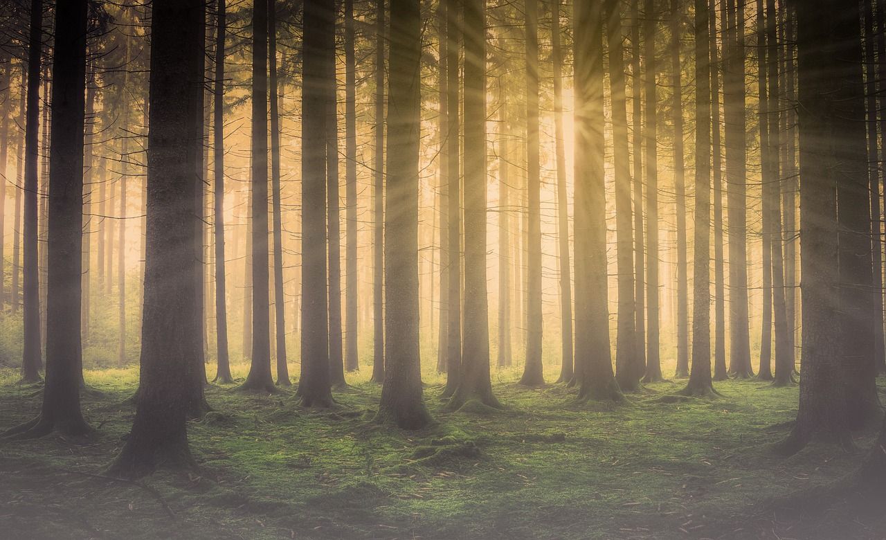 Voici comment les arbres discutent dans la forêt