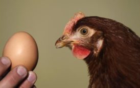 France : Affaire des oeufs contaminés,  ce que vous risquez en cas d’intoxication au fipronil