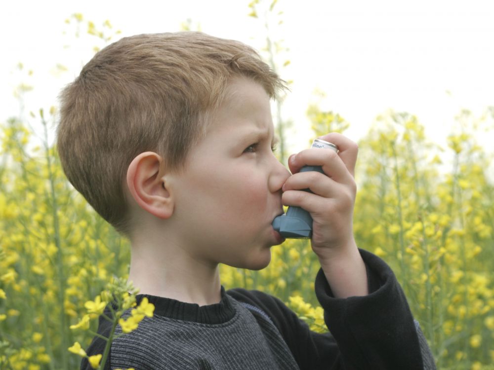 Le microbiote des poumons influence l’apparition de l’asthme