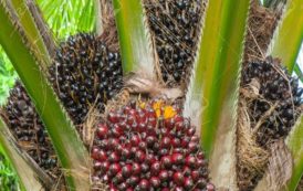 Benin : Les acteurs de la filière palmier à huile saluent l’engagement du chef de l’État
