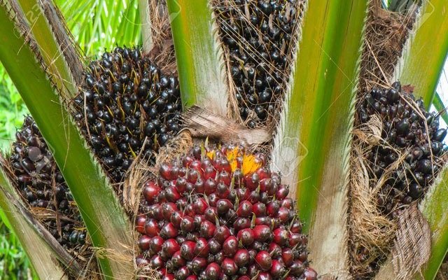 Benin : Les acteurs de la filière palmier à huile saluent l’engagement du chef de l’État