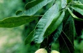 Une alternative au beurre de cacao : le beurre de mangue sauvage