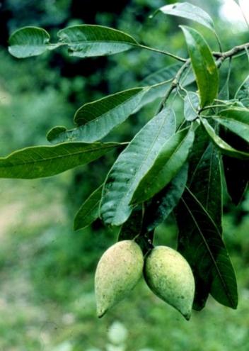 Une alternative au beurre de cacao : le beurre de mangue sauvage