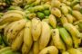 Côte d’Ivoire/Bananes – Hausse de 3% de la production bananière de Sipef-CI