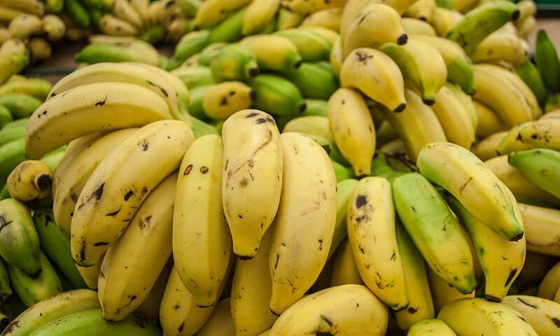 Banane – L’apparition de la fusariose sème la panique dans le monde bananier