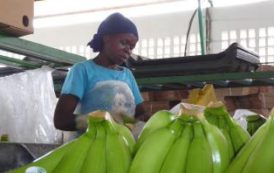 Banane, un marché en équilibre en 2015