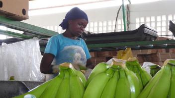 Banane, un marché en équilibre en 2015