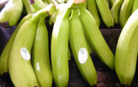 Filière banane, attention à la hausse du prix du carton et du fret !