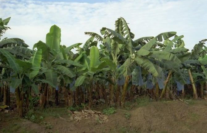 Cameroun – Agriculture. En 2017, PHP filiale camerounaise de la Compagnie fruitière voit son chiffre d’affaires baisser de 5 milliards FCFA