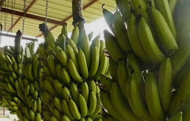 L’industriel français Robert Fabre veut relancer la filière banane au Cameroun