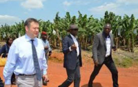 En Côte d’Ivoire, « la banane d’aujourd’hui ne doit pas avoir l’avenir de l’ananas d’hier »
