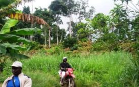 Côte d’Ivoire : plus de 6 200 hectares de forêts dégradées au mont Péko