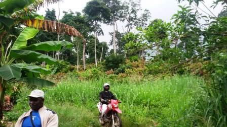Côte d’Ivoire : plus de 6 200 hectares de forêts dégradées au mont Péko