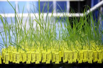 Le marché des semences génétiquement modifiées devrait croître de 10% par an d’ici 2020