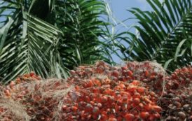 La Côte d’Ivoire crée un organe de régulation des filières hévéa et palmier à huile