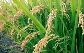 Côte d’Ivoire / Filière riz :Une plateforme pour accroître les investissements privés