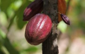 La production de cacao au Ghana revue à la baisse en 2018/19