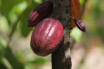 La production de cacao au Ghana revue à la baisse en 2018/19