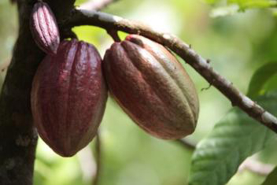 La Côte d’Ivoire envisage d’abaisser les taxes sur l’achat et l’exportation de cacao