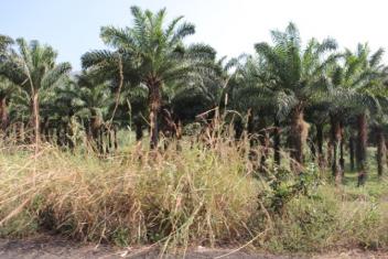 L’huile de palme sera-t-elle le produit de la relance au Liberia ?
