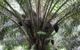 Finie l’huile de palme dans l’agroalimentaire ? Une alternative est en cours d’agrément