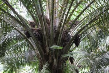 Finie l’huile de palme dans l’agroalimentaire ? Une alternative est en cours d’agrément