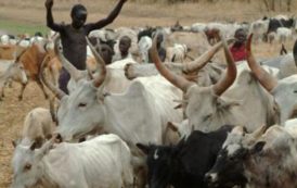 Premier salon de la filière bétail-viande en Côte d’Ivoire