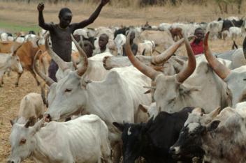 Premier salon de la filière bétail-viande en Côte d’Ivoire