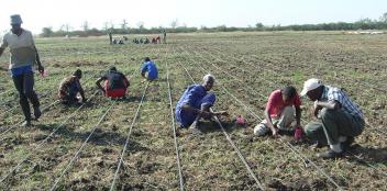 Coup d’envoi de la culture de graines d’arachides bio au Sénégal de Biosoy