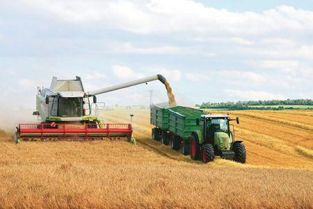 La production mondiale de blé connaîtra une baisse de 1,8 % en 2017 (FAO)