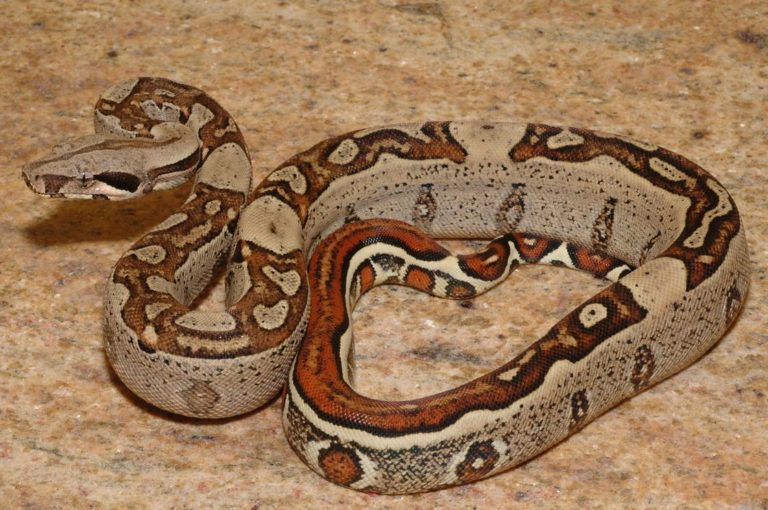 Cameroun: des noms du personnel de bureau retrouvé dans le ventre d’un serpent Boa