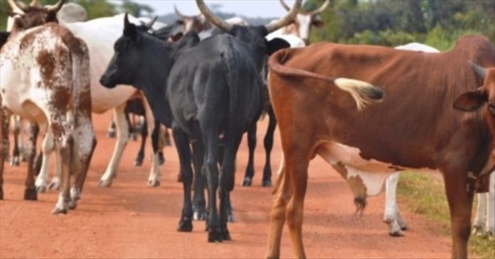 Centrafrique : La montée de l’abattage clandestin des bœufs constitue un danger pour la santé publique