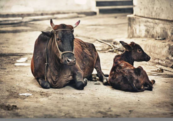 Cameroun: De la viande de bœuf empoisonnée sur le marché