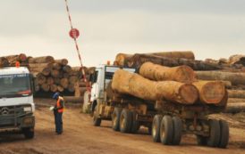 Abattage illégal de bois au Cameroun : la première société européenne à avoir été sanctionnée contre-attaque