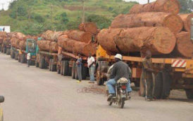 Cameroun: Dérives et fraudes dans l’exploitation forestière