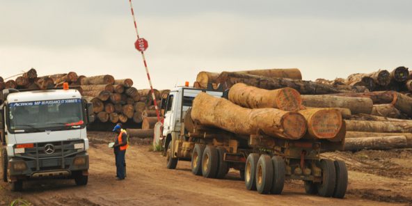 Abattage illégal de bois au Cameroun : la première société européenne à avoir été sanctionnée contre-attaque