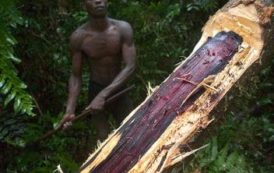 Le Ghana revoit son régime d’exploitation de bois de rose