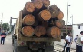 Importante saisine de trafic de bois au Sénégal