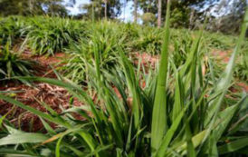 Des vertus de l’herbe africaine de Brachiaria pour l’élevage et la planète