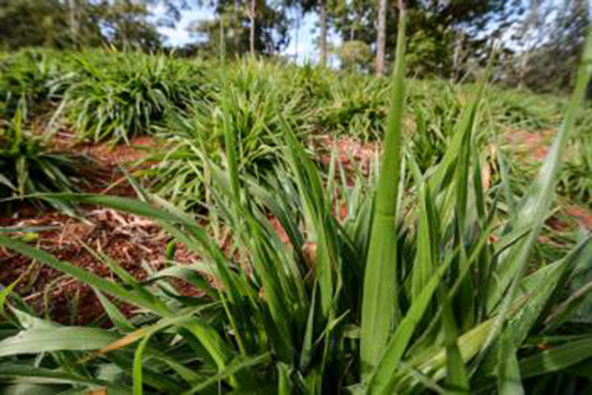 Des vertus de l’herbe africaine de Brachiaria pour l’élevage et la planète