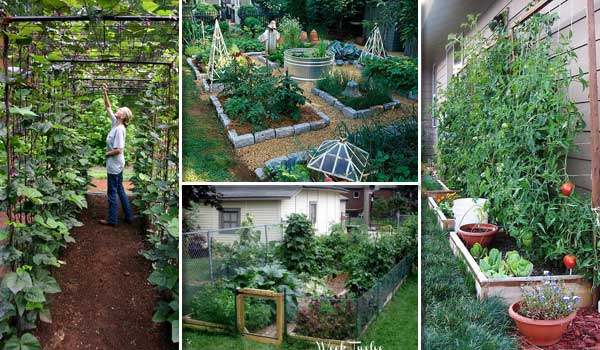 22 astuces pour réussir à cultiver un beau potager