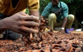 Le Cameroun veut doubler sa production de cacao d’ici 2020